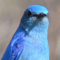 Twitter App