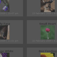 Create a Neat Flickr Gallery with SimplePie