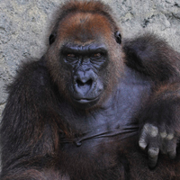 What’s Your BHAG? How to Create a Big Hairy Audacious Goal